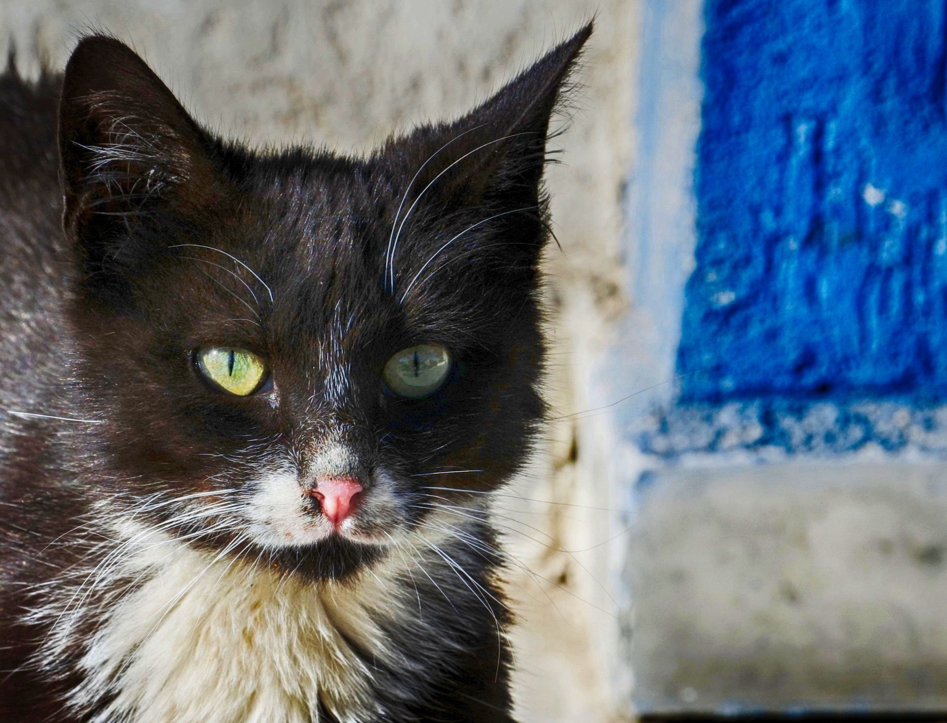 Hergla - Sousse, i mici di quartiere
